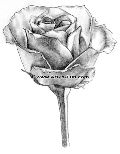 How to Draw a Rose: Learn to Draw Rose Pencil Drawings — Art is Fun