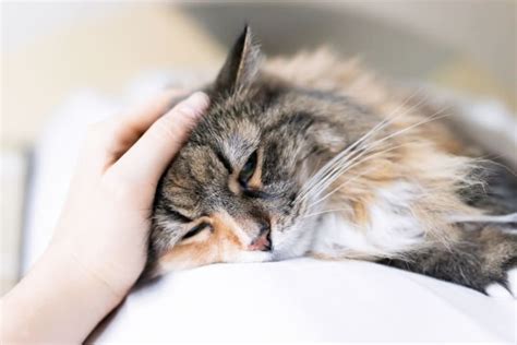 Signs of Pain in Cats & What Can Help