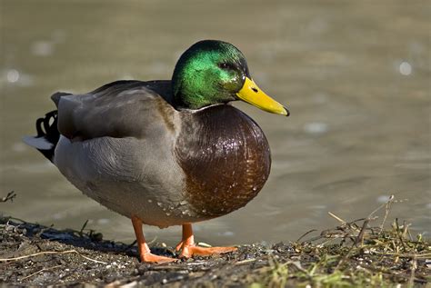 Duck | Info and Photos | The Wildlife