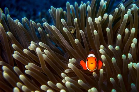 animals fish clownfish sea anemones Wallpapers HD / Desktop and Mobile Backgrounds