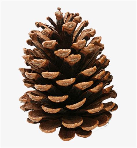 Pine Cone Clipart Image Download - Pine Cone Transparent Background Transparent PNG - 600x805 ...