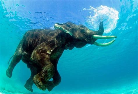 15 Mysterious Facts About Andaman and Nicobar Islands | Reckon Talk | Elephant, Animals wild ...