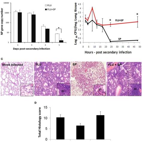 Analysis of degradation of salmon sperm DNA by S. pneumoniae and K ...