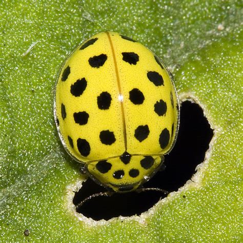 Coccinellidae | Ladybug, Ladybird, Yellow ladybug