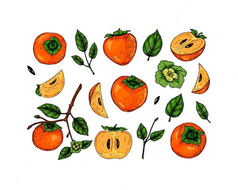 Premium Vector | Set of hand drawn persimmon fruit, branches and leaves