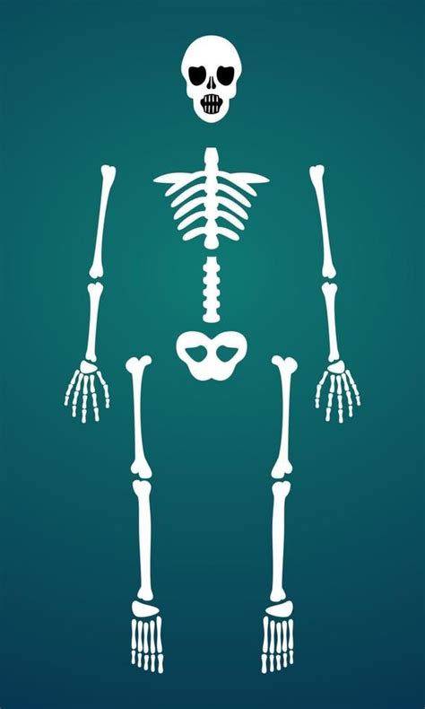 Skeleton Bone Parts Vector
