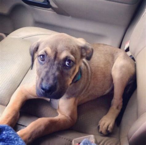 Rhodesian ridgeback german shepherd mix puppy | German shepherd mix ...