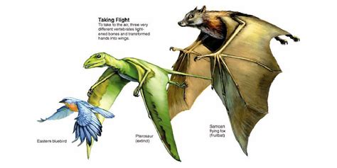 Convergent Evolution in Bats by Courtney Adams - Infogram