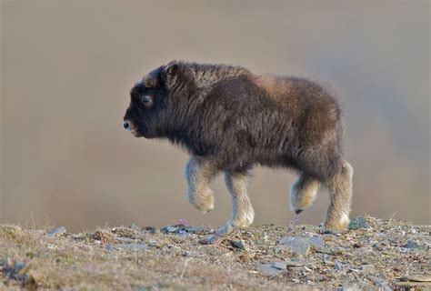 Picture of the Day: Look at This Baby Muskox «TwistedSifter