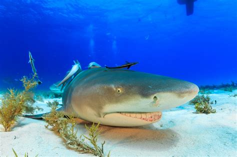 What Do Lemon Sharks Eat? - American Oceans