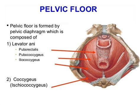 Pelvic Health: Patient/Client Handout — Integrative Rehab Training