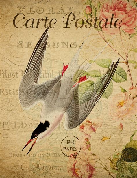 Bird Floral French Postcard Free Stock Photo - Public Domain Pictures