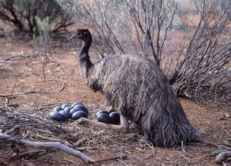 8 Amazing Emu Facts