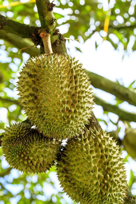 Durian Tree Fruit