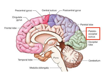 Radiological Anatomy: Parieto-Occipital Sulcus - Stepwards