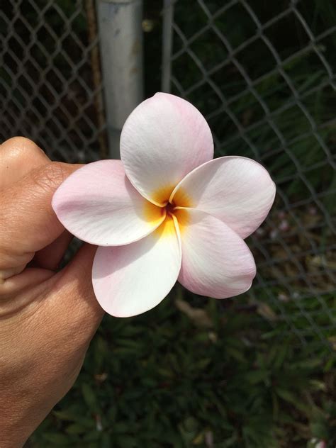 Favorite Guam Flower: Plumeria