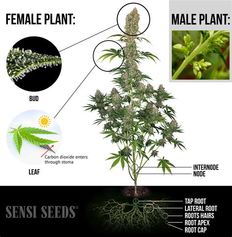 The Parts of the Cannabis Plant - Sensi Seeds