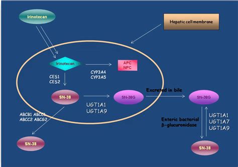 Metabolic pathway of irinotecan, a prodrug that is activated by ...