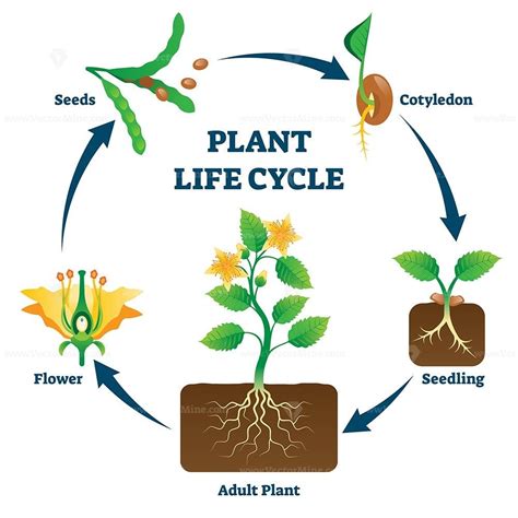 Plant life cycle vector illustration | Plant life cycle, Plants, Plant life