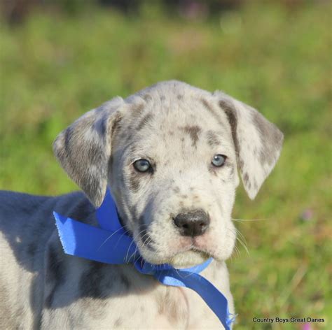 Grey Great Dane Puppies For Sale Near Me - itsessiii