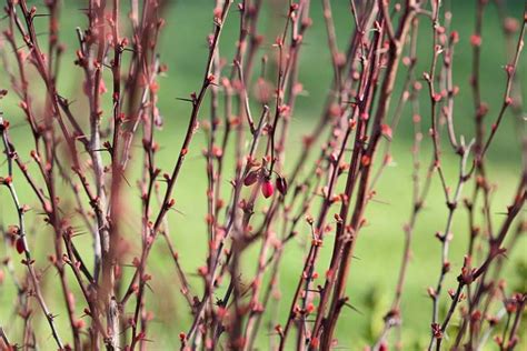 23 of the Best Defensive Plants for Home Security | Gardener's Path