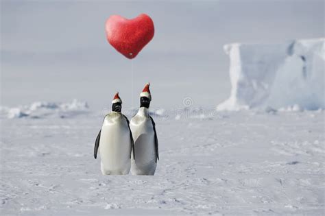 Penguin love stock photo. Image of floe, expedition, horizontal - 4123660