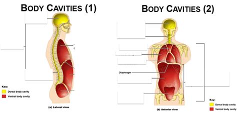 Lab 1 Human A&P: Body Cavities and Membrane Overview Diagram | Quizlet