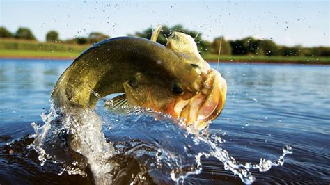 Bass Fishing Pictures Wallpaper (66+ images)