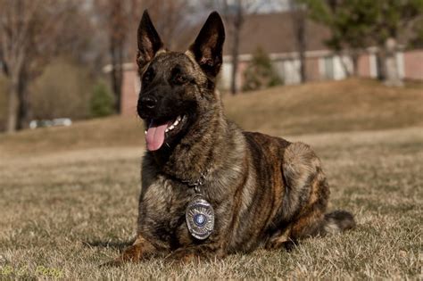 Police K9. Dutch Shepherd | Police K9 | Pinterest | Dutch, Dog and ...