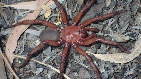 A giant trapdoor spider was discovered in Australia : NPR