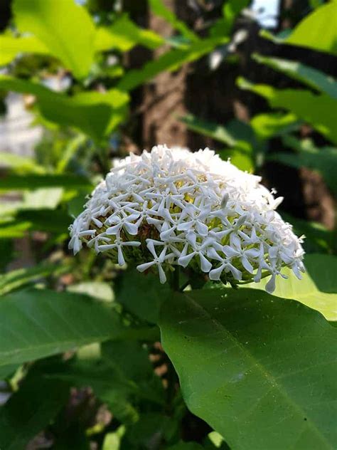 Dwarf Ixora Care Guide - Varieties, Growing Info + Tips | Trees.com