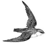 Swift Bird Clipart Illustration Free Stock Photo - Public Domain Pictures