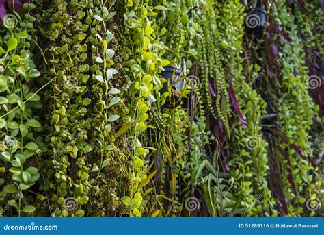 Fern garden indoor stock photo. Image of sunlight, natural - 51289116