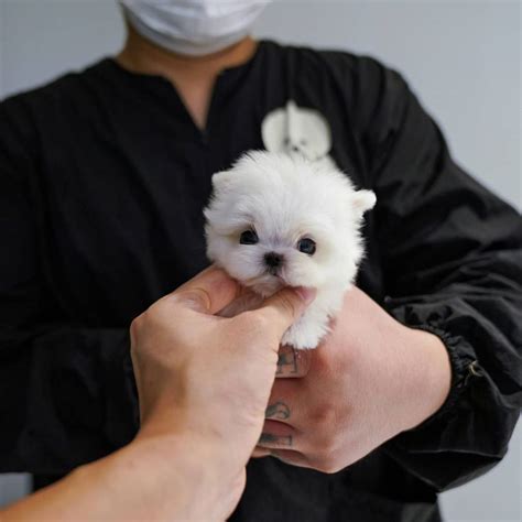 Duke - Male Teacup Maltese | Mini Teacup Puppies