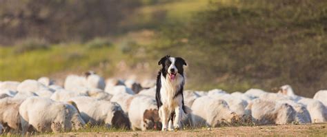 Why Do Border Collies Make Great Herding Dogs | Go Geese Go