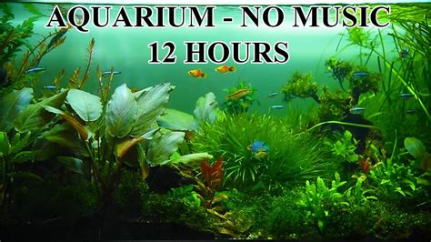 Dream Aquarium Fish Tank with water sounds No Music No Ads - 12 Hours ...