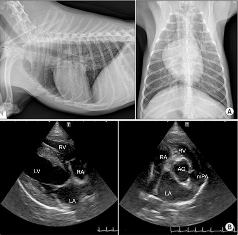 (A) Radiography of Dog_1, 1: right lateral recumbency, 2: dorsal... | Download Scientific Diagram