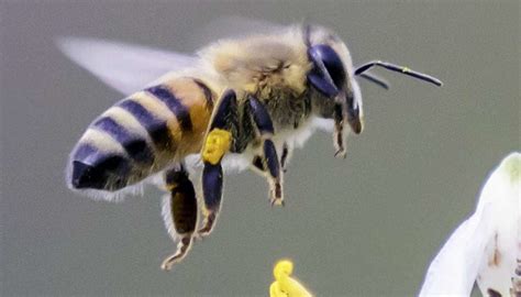 Bee sting allergy: Symptoms, causes, and treatment