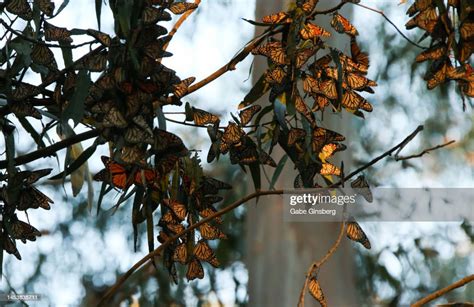 Travel Destination Pismo State Beach Monarch Butterfly Grove High-Res ...