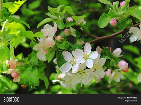 Apple Trees Blooming Image & Photo (Free Trial) | Bigstock