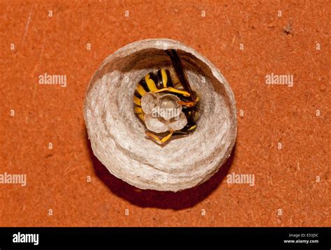 Queen Wasp Nest Stock Photos & Queen Wasp Nest Stock Images - Alamy