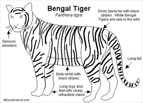 Bengal Tiger Printout- EnchantedLearning.com