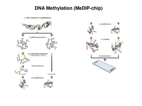 PPT - The Genome is Organized in Chromatin PowerPoint Presentation ...