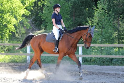 Best Dressage Saddles Guide - The Horse and Stable