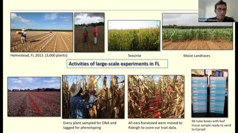 Fernando Samayoa. Inbreeding Depression in maize and teosinte Domestication as a shaping force ...