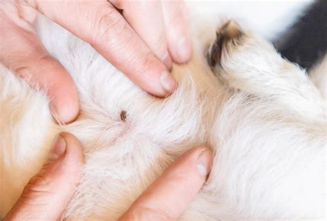 What to Do About Cat Lice | Pet Realm