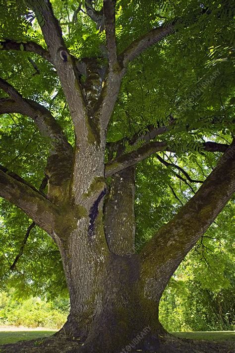 Black walnut (Juglans nigra) tree - Stock Image - C002/4776 - Science ...