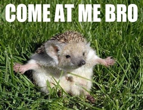 The hedgehog demands you come at him. | Funny hedgehog, Cute animals ...