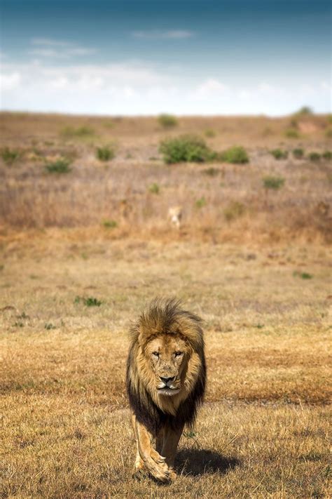 African Savanna Lion - Pets Lovers