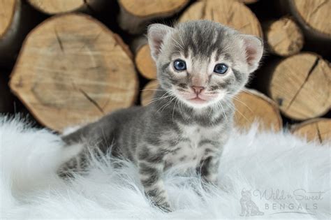 Blue Bengal Cats & Kittens for Sale 🐱 | Wild & Sweet Bengals